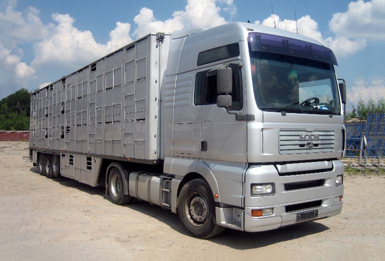 Прицеп для перевозки крупного рогатого скота из Россия, Новосибирск в Казахстан, Акмолинск